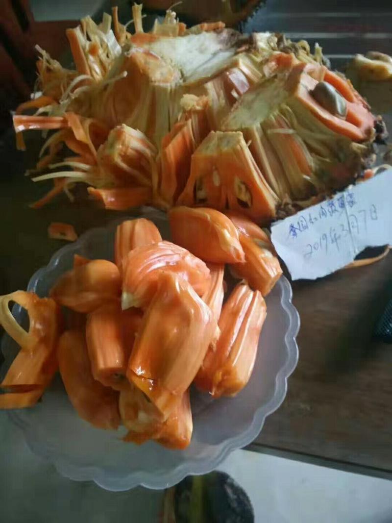泰国五号红肉菠萝蜜苗。一手货源。