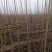 107杨树苗，大量1-3公分