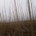 107杨树苗，大量1-3公分