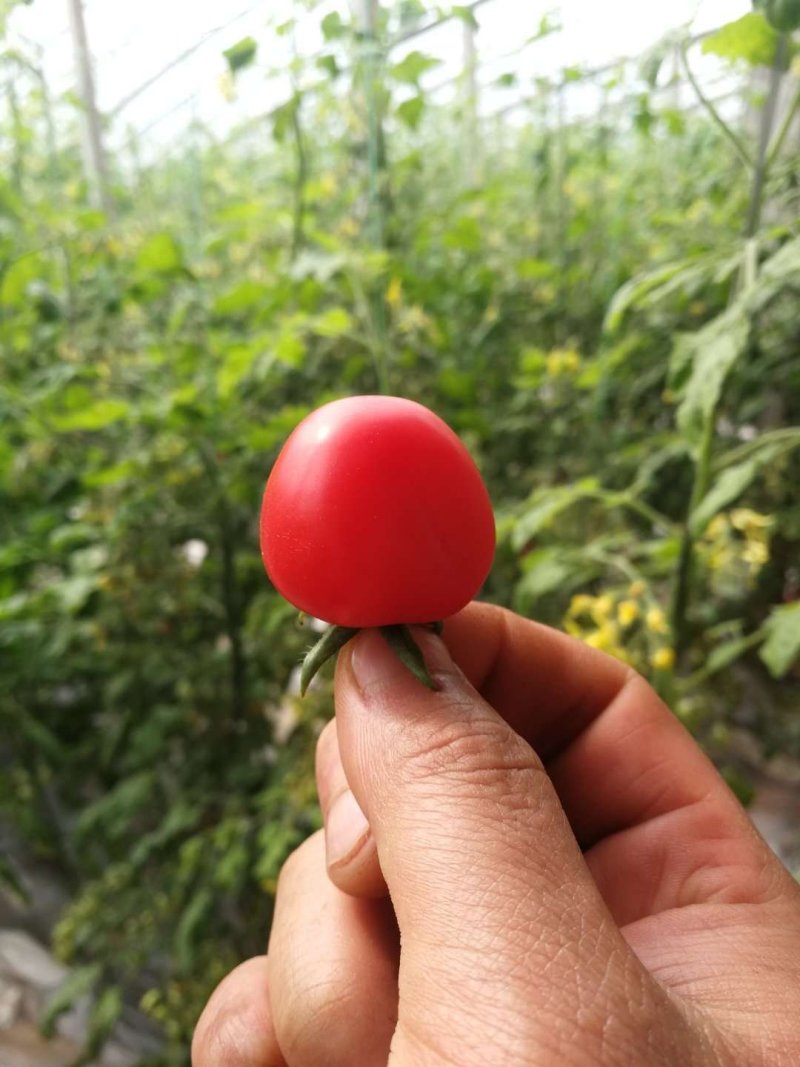 圣女果上市了，酸甜可口的小柿子，田间地头发货