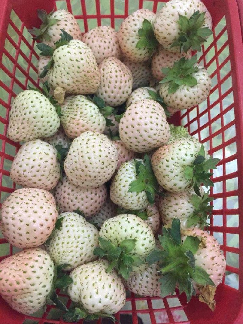 桃熏白草莓苗，地栽苗，签合同，送种植技术