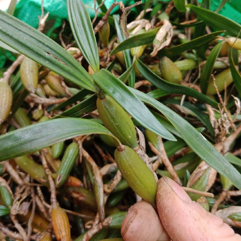 双叶大果石橄榄10斤起包邮，量大更优惠！