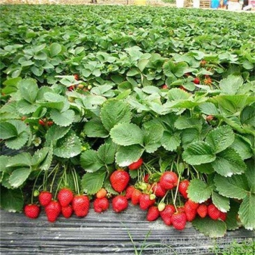 章姬牛奶草莓苗，隋珠草莓苗，脱毒育苗，根系发达，成活率高