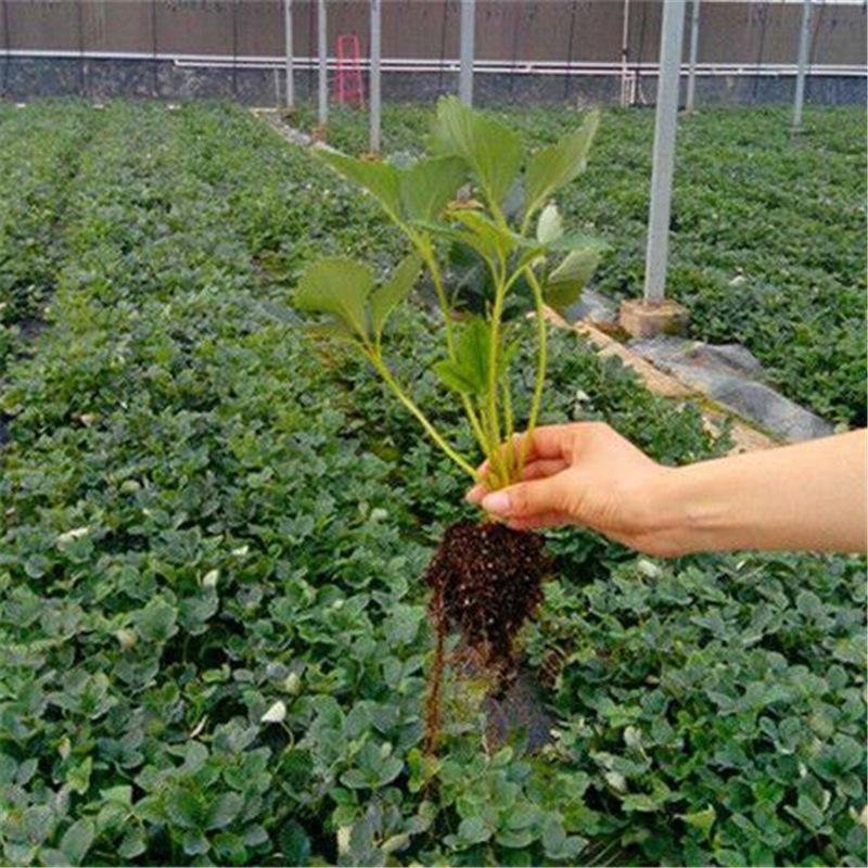章姬牛奶草莓苗，隋珠草莓苗，脱毒育苗，根系发达，成活率高