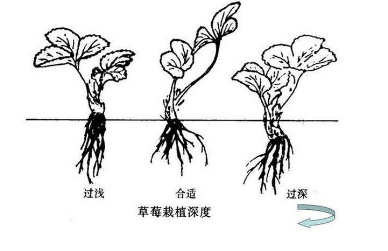 全明星，红颜草莓苗，脱毒育苗，缓苗快，成活率高！