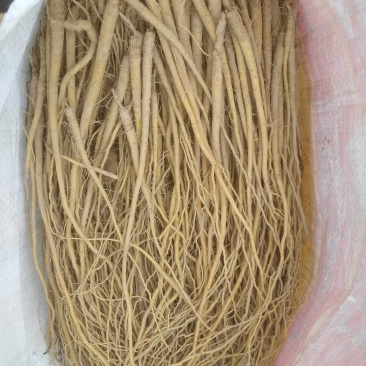 黄芩苗基地直供甘肃陇西量大从优