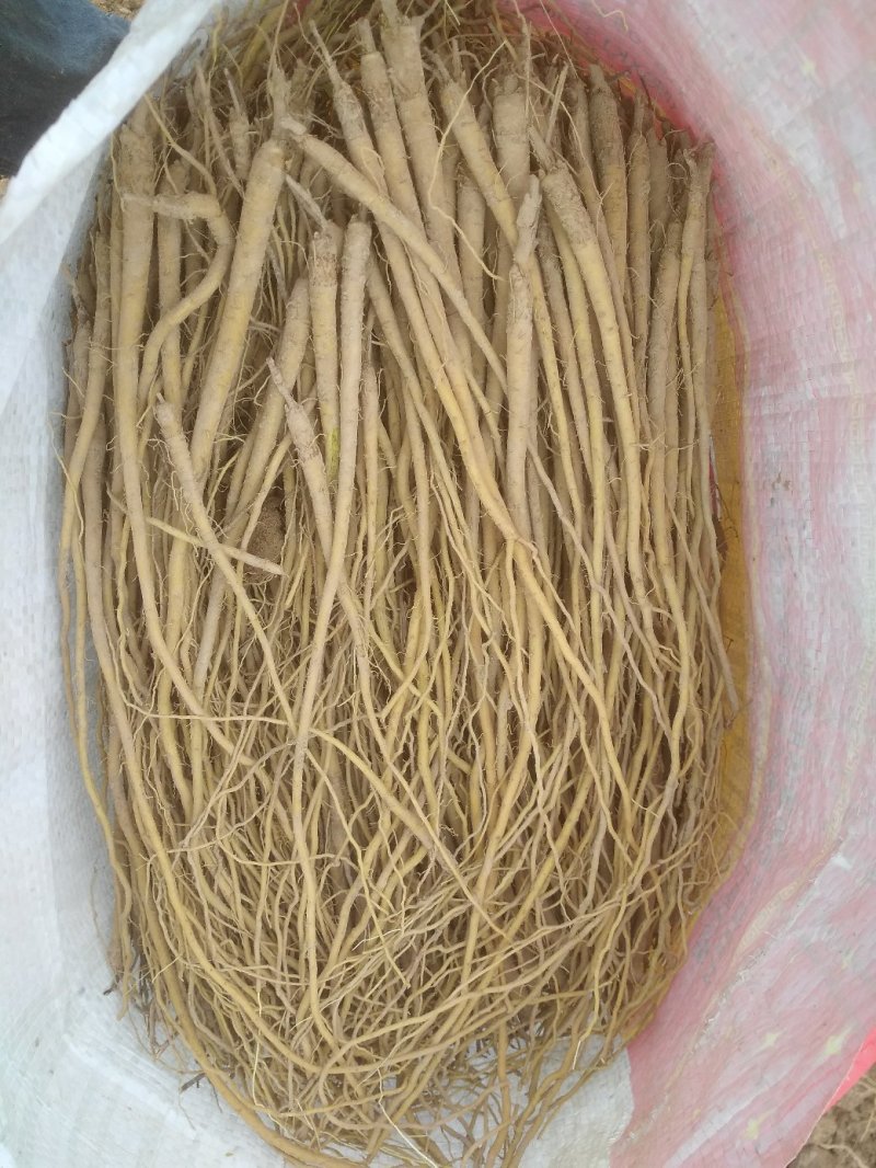 黄芩苗基地直供甘肃陇西量大从优