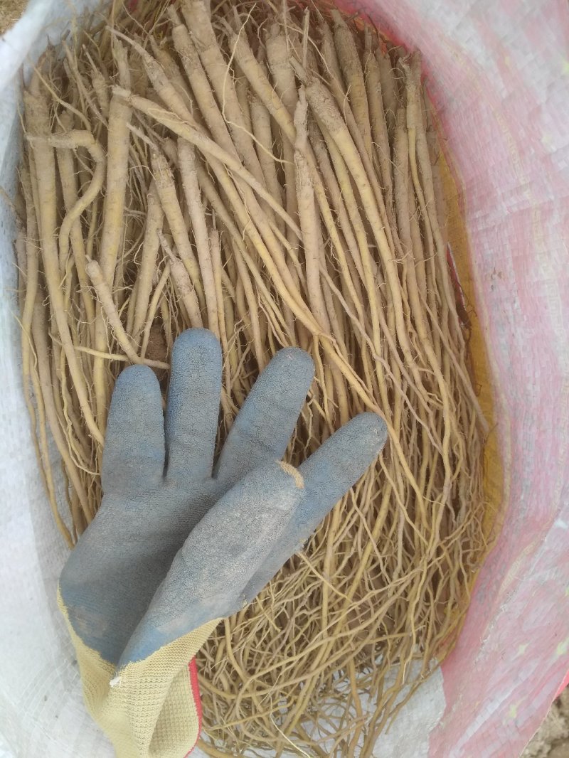 黄芩苗基地直供甘肃陇西量大从优