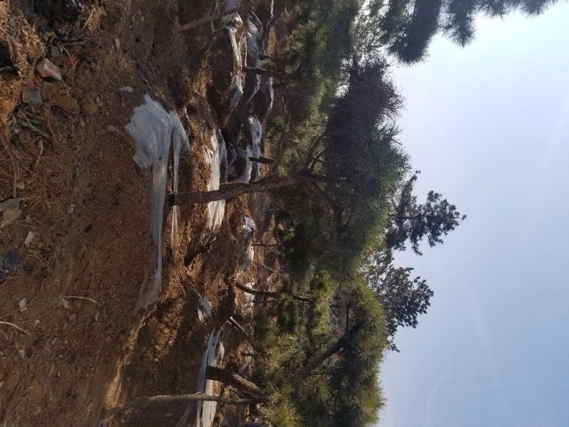 造型黑松地径11-14