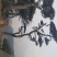 造型油松