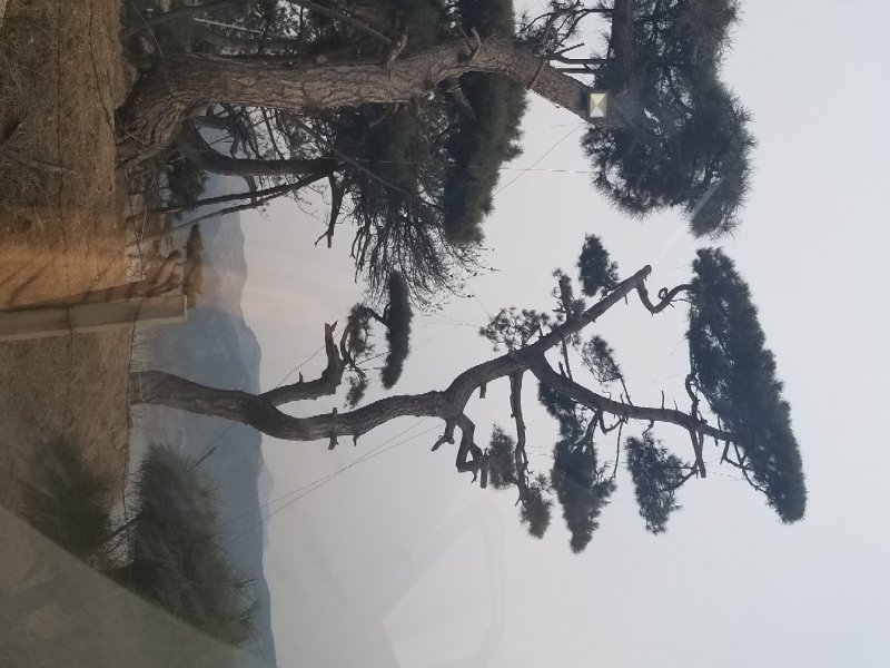 造型油松