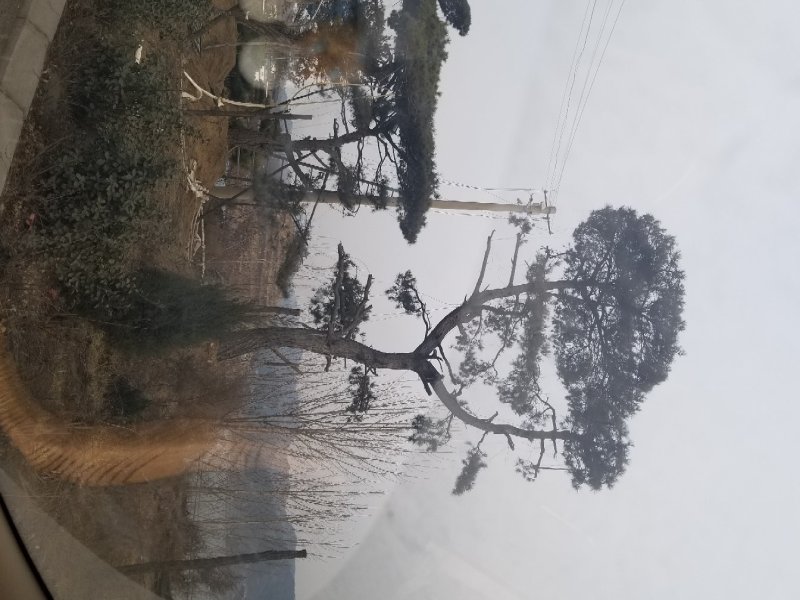 造型油松