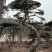 造型油松
