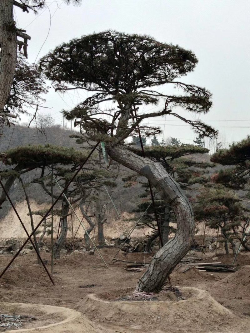 造型油松