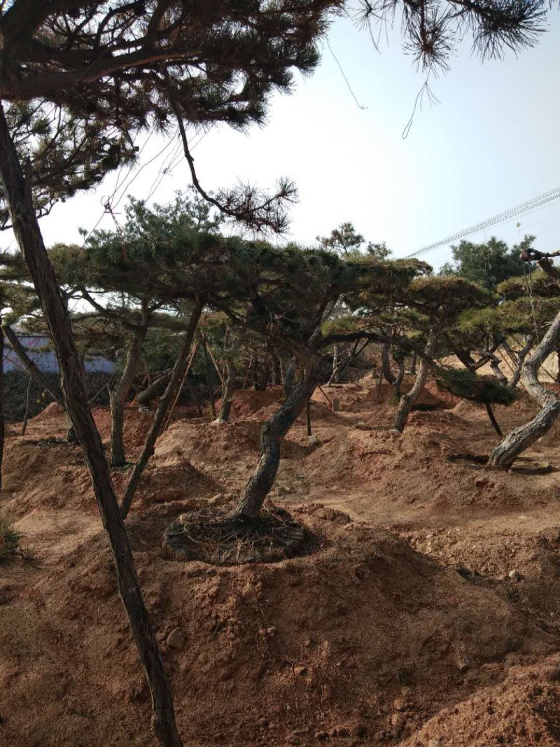 造型油松