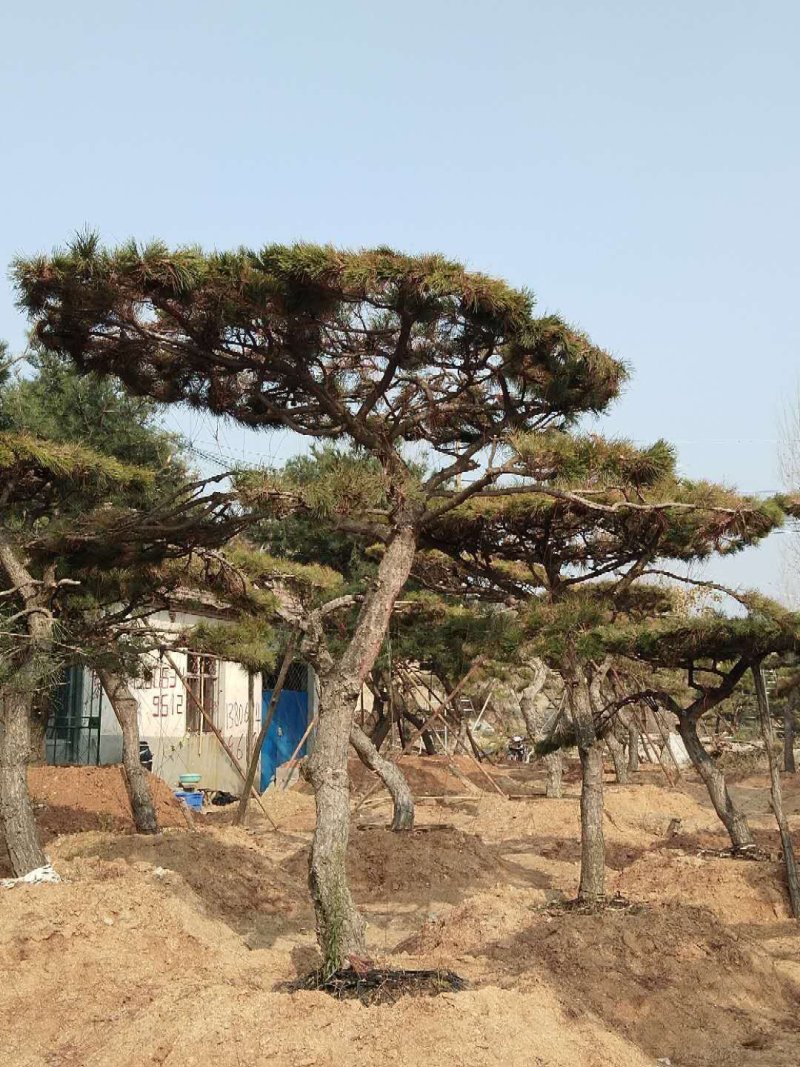 造型油松