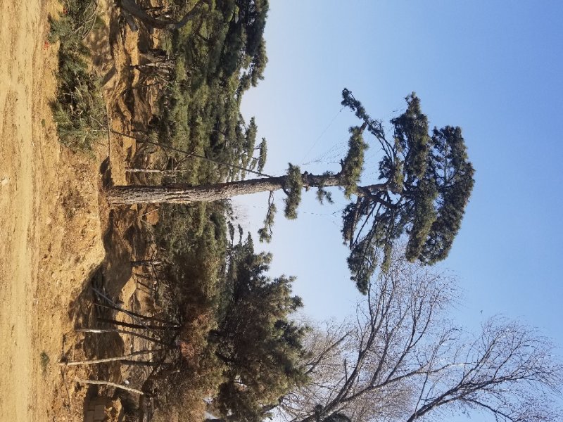 造型油松