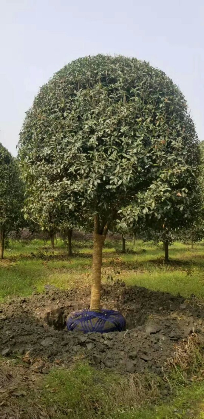 15公分高杆桂花