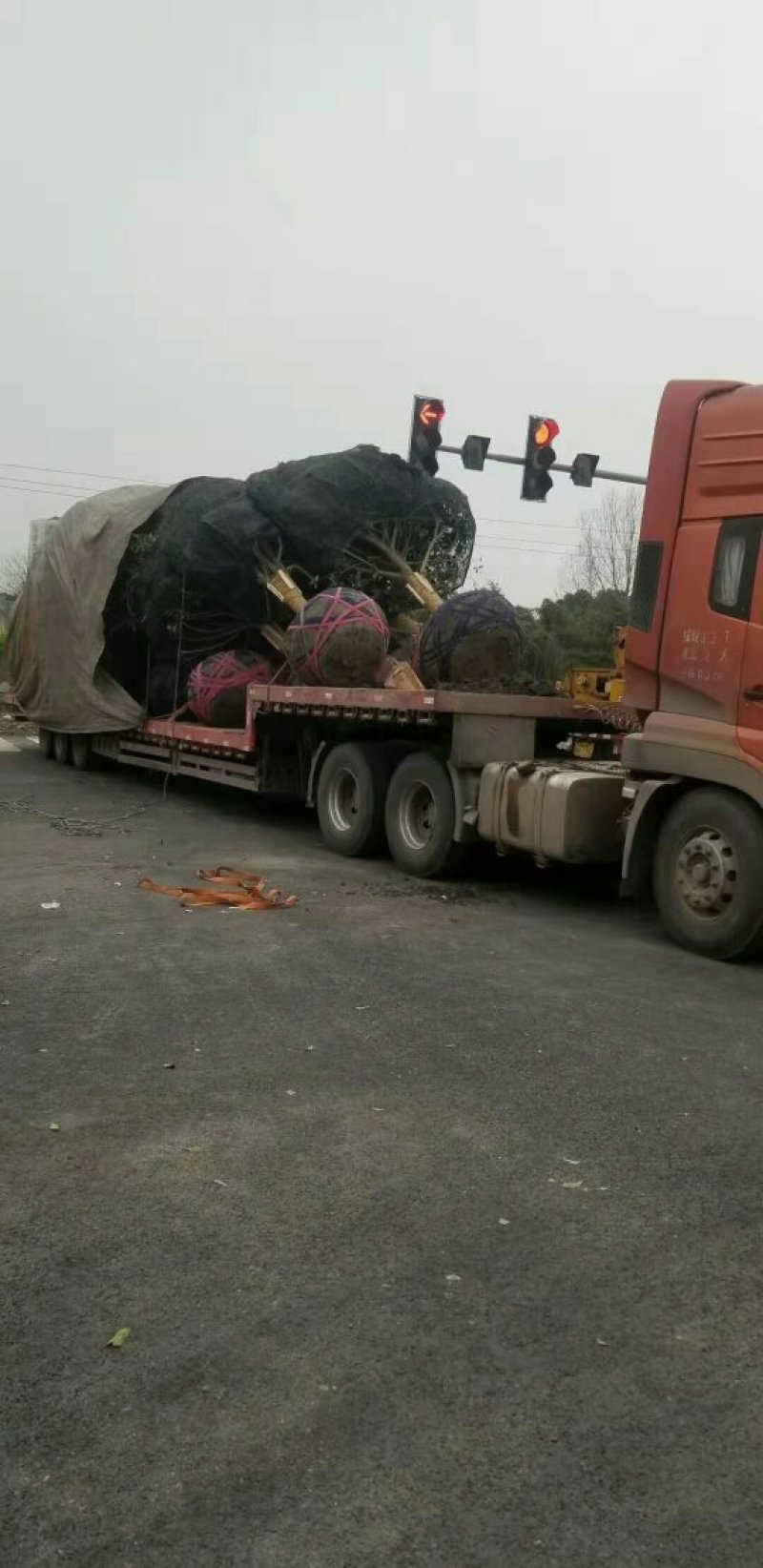 15公分高杆桂花