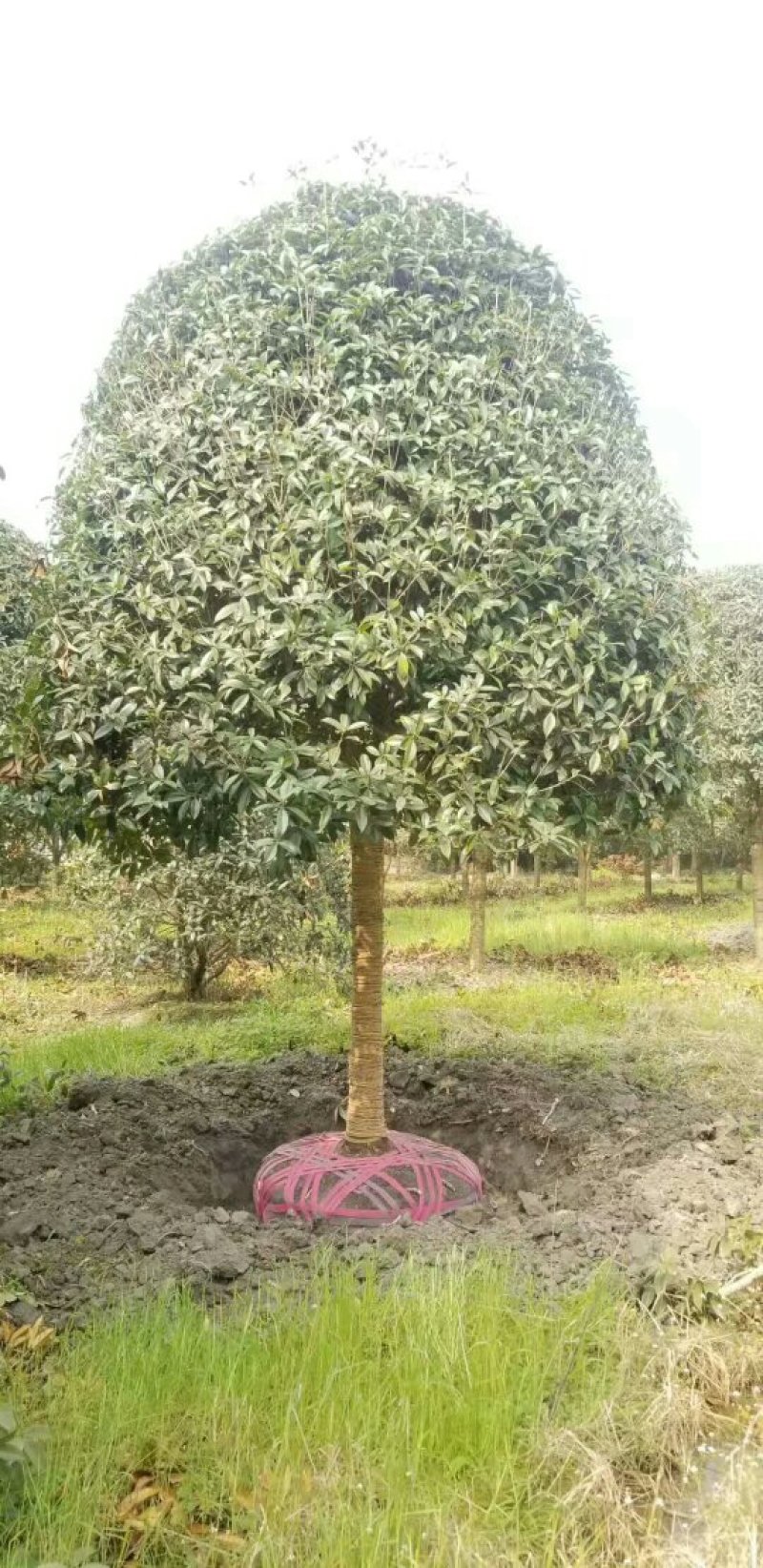 15公分高杆桂花