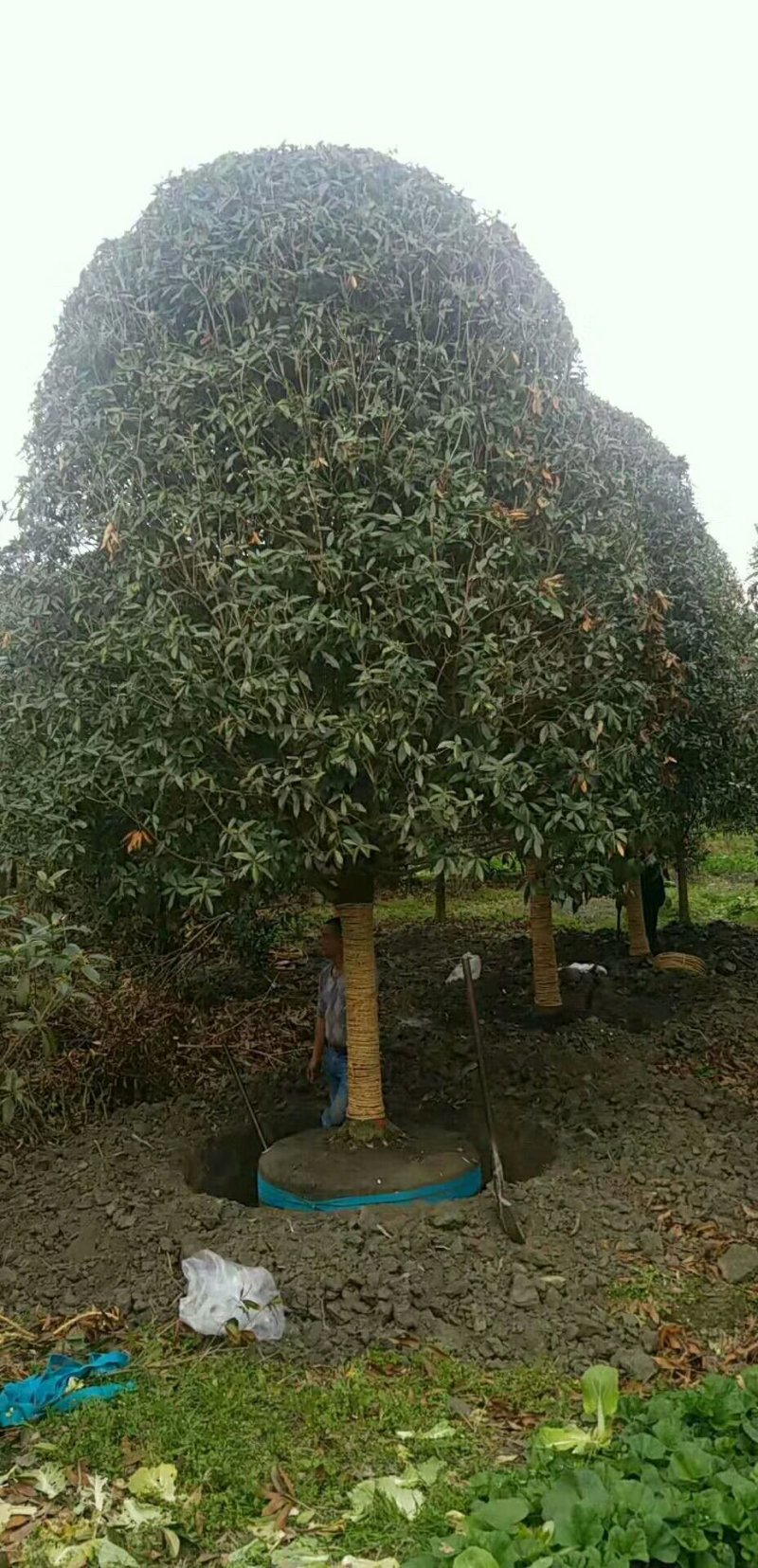 15公分高杆桂花