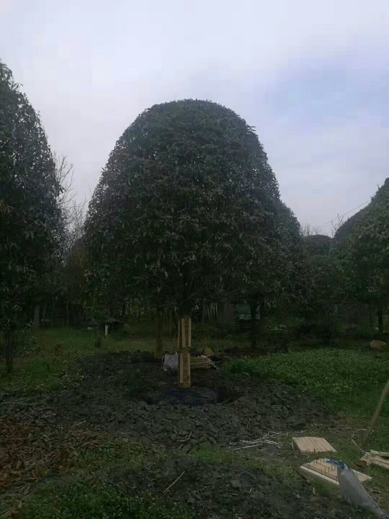 15公分高杆桂花