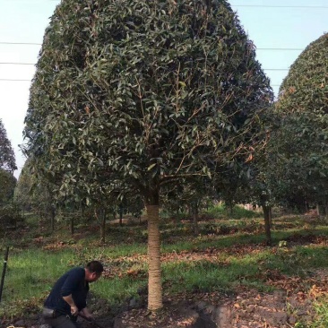 15公分高杆桂花