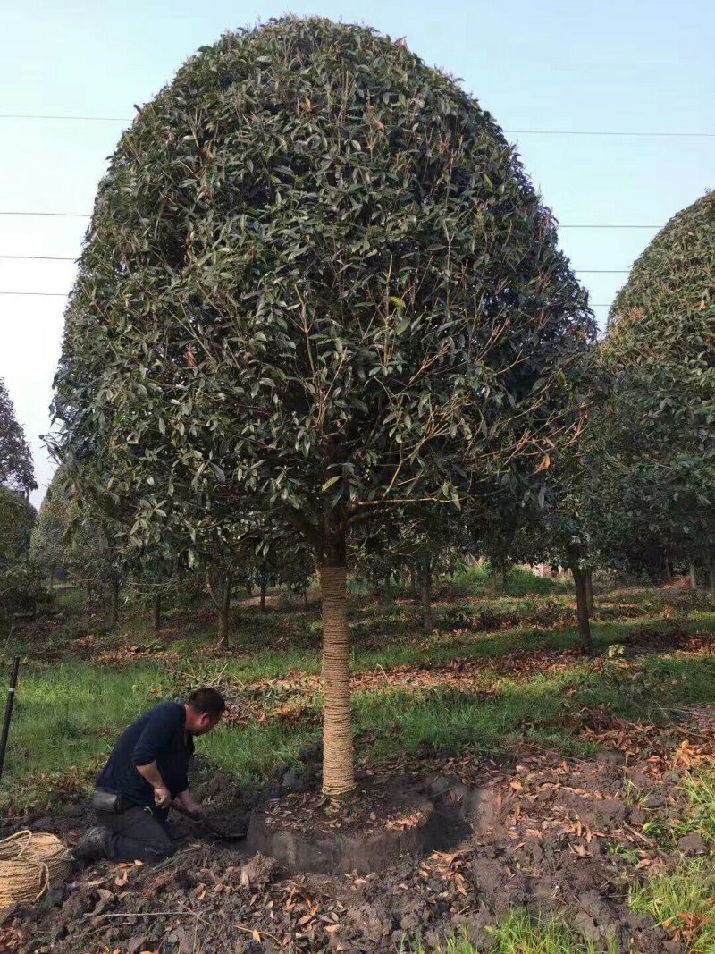 15公分高杆桂花