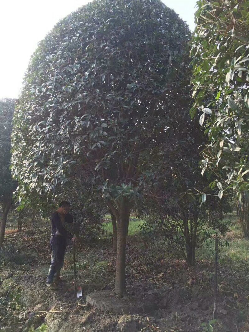 15公分高杆桂花