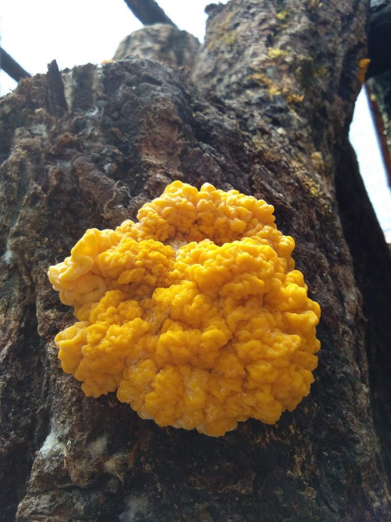 椴木金耳