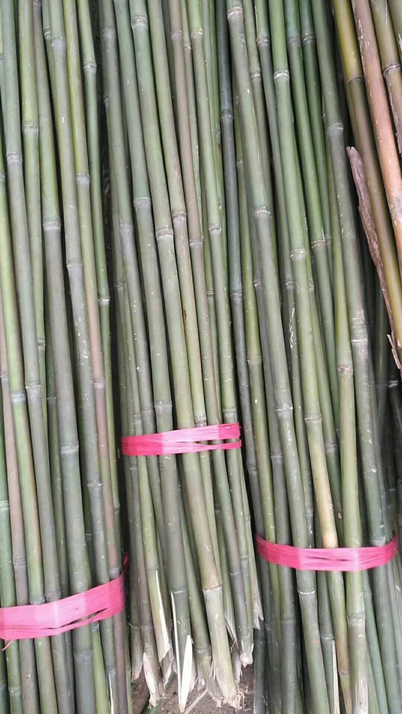 金竹，由竹。