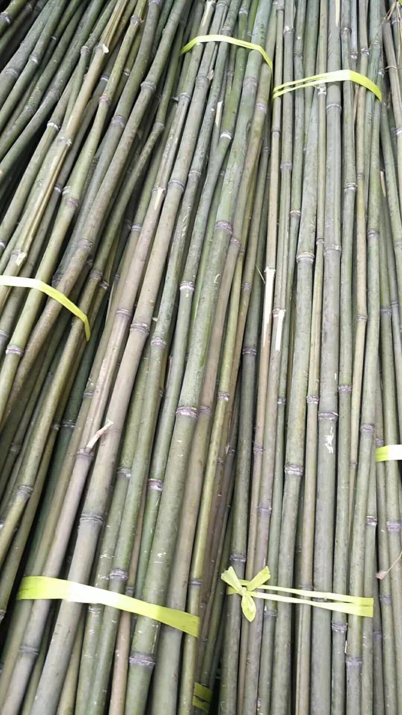 金竹，由竹。