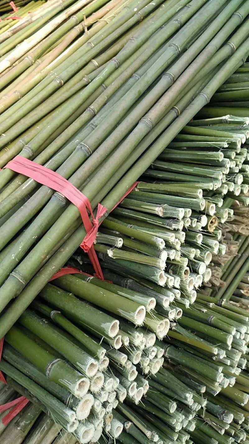 金竹，由竹。