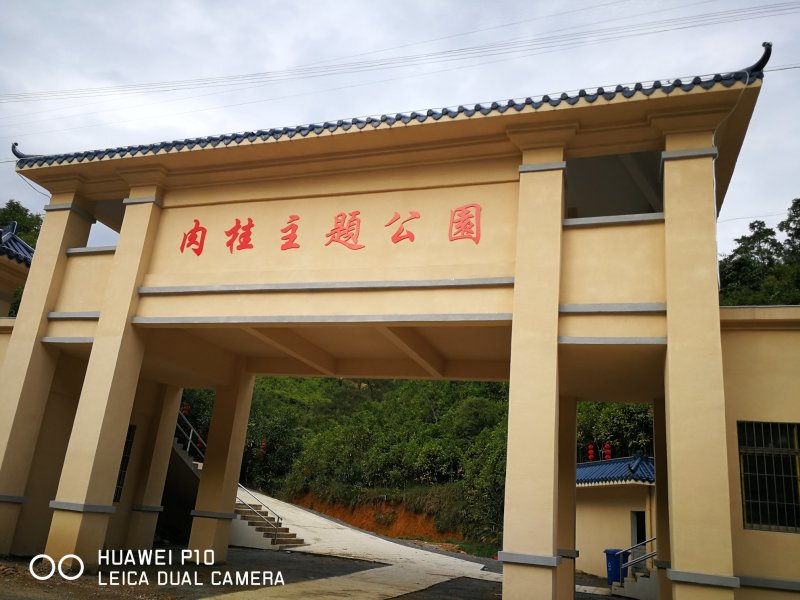 肉桂之乡的桂枝（各种规格）