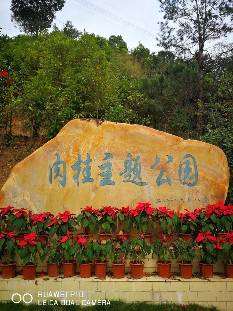 肉桂之乡的桂枝（各种规格）