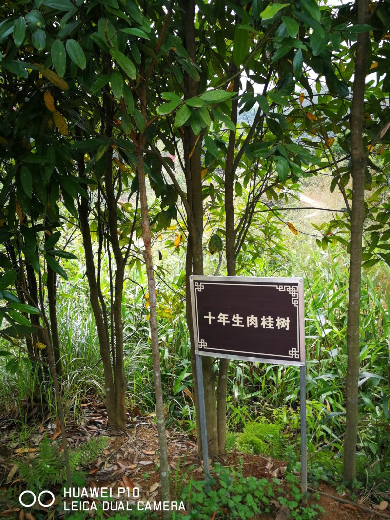 肉桂之乡的桂枝（各种规格）