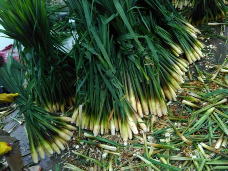 浙茭7号双季茭白苗