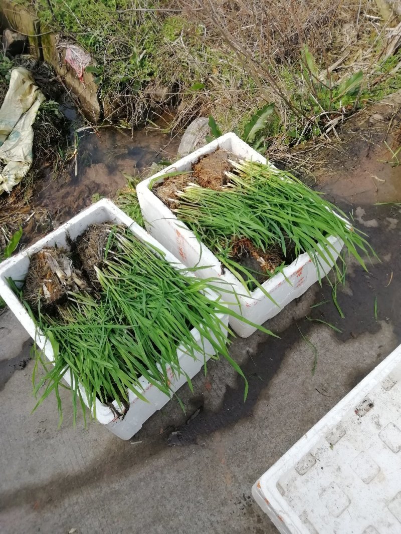 浙茭7号双季茭白苗