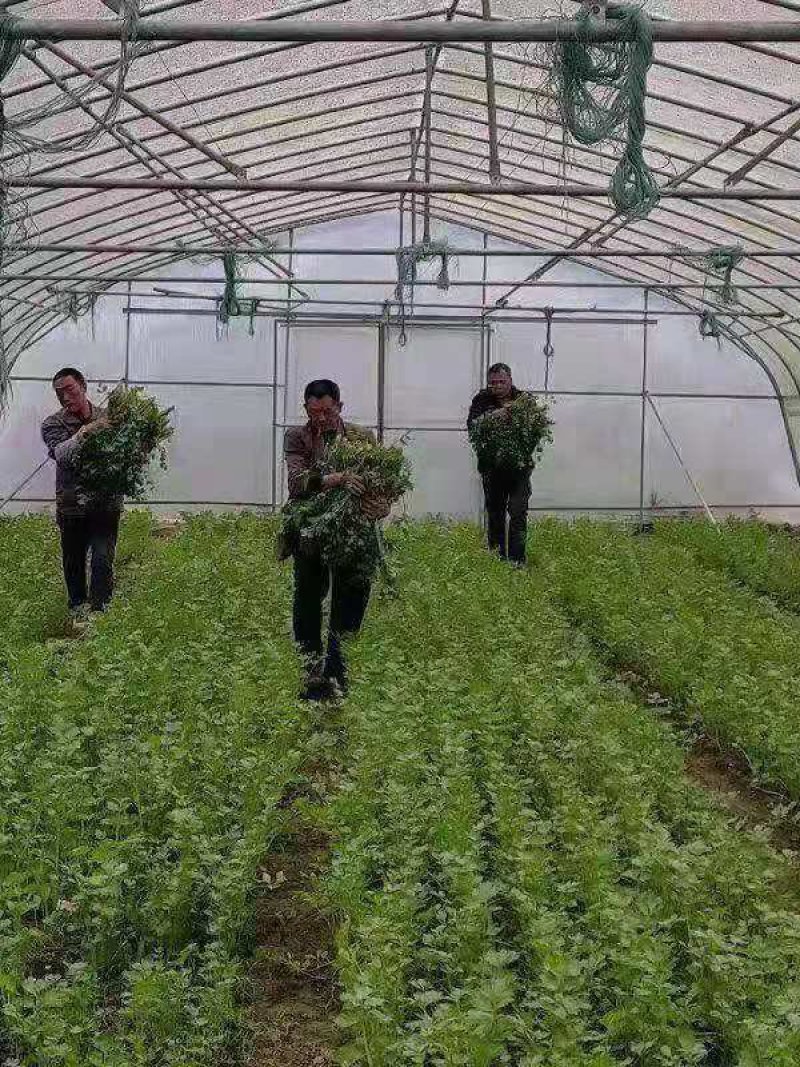 芹菜