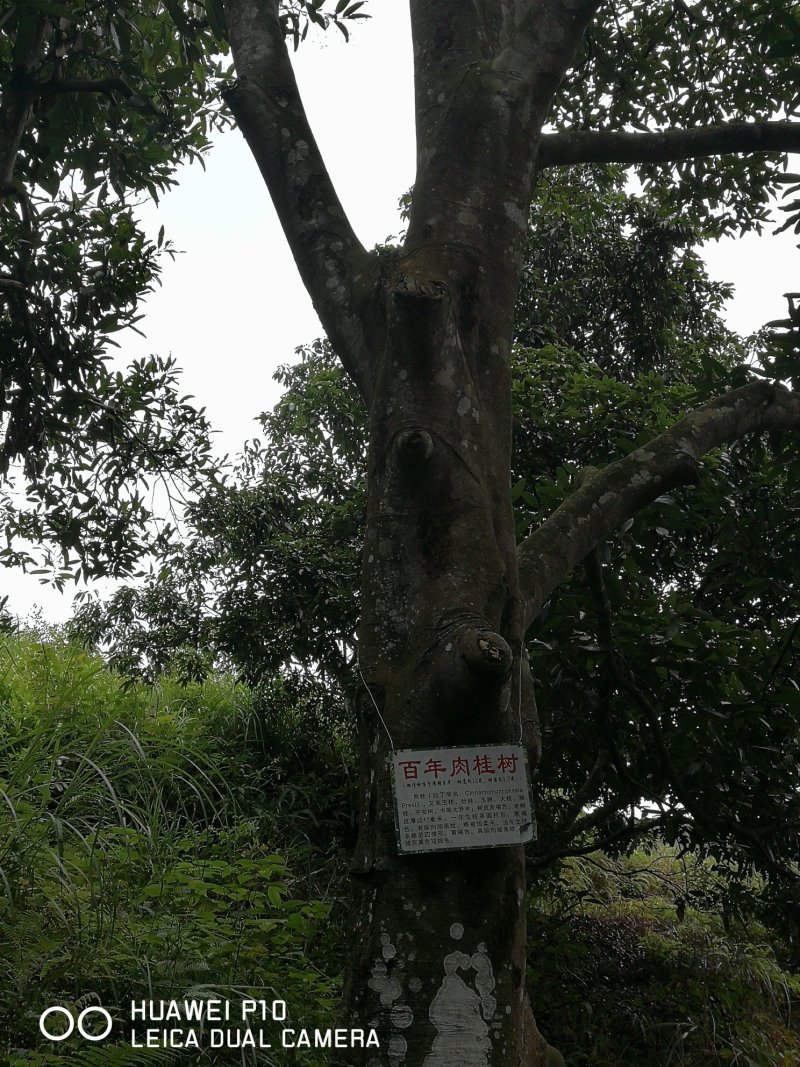肉桂之乡的桂枝（各种规格）