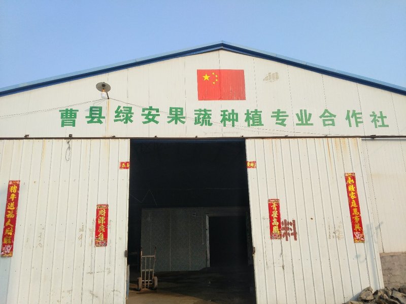 上海青（小油菜）曹县原产地直发，一手货源，量大从优，油菜