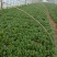 上海青（小油菜）曹县原产地直发，一手货源，量大从优，油菜