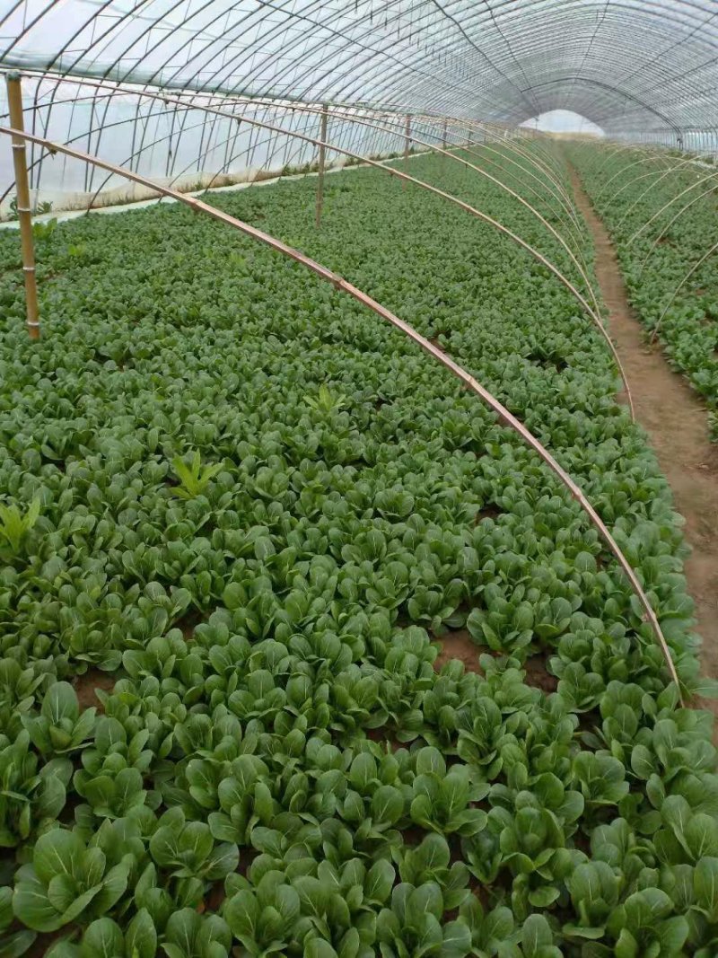 上海青（小油菜）曹县原产地直发，一手货源，量大从优，油菜