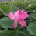荷花种苗太空莲湘莲藕藕苗红花莲种苗观赏莲藕种苗阳台景区
