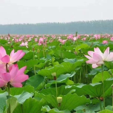 荷花种苗太空莲湘莲藕藕苗红花莲种苗观赏莲藕种苗阳台景区