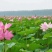 荷花种苗太空莲湘莲藕藕苗红花莲种苗观赏莲藕种苗阳台景区