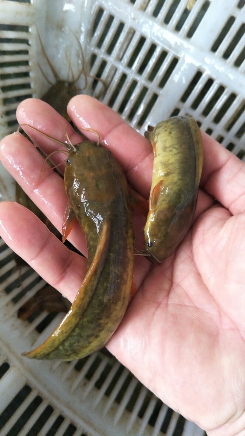 优质塘角苗/塘虱苗/胡子鲶