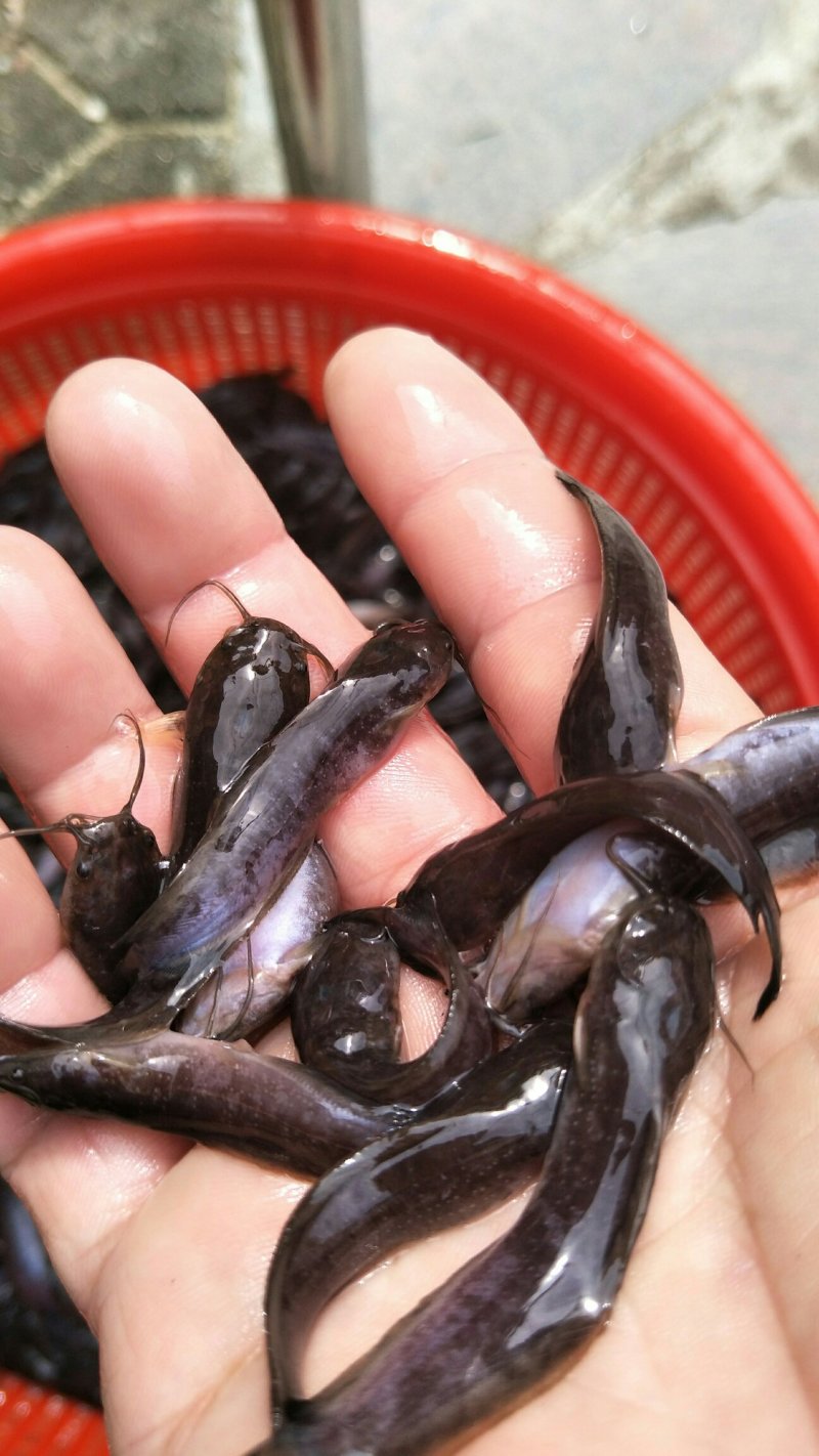 优质塘角苗/塘虱苗/胡子鲶