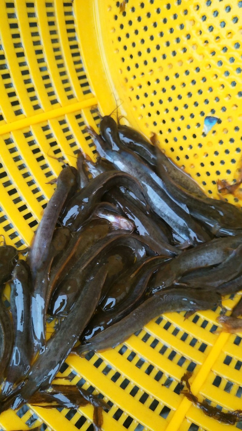 优质塘角苗/塘虱苗/胡子鲶