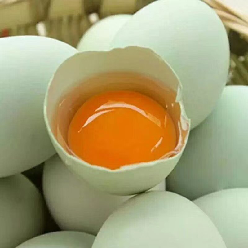 绿壳蛋